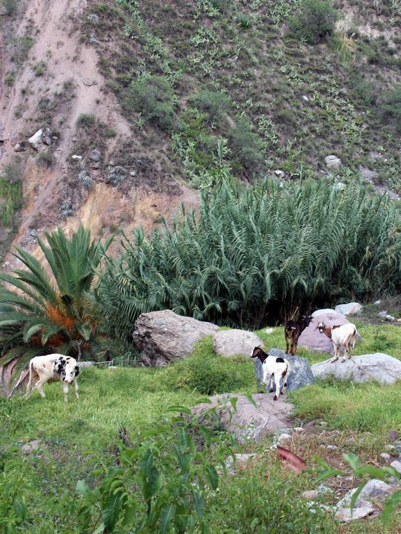 Oasis Paraiso Ecolodge Cabanaconde Εξωτερικό φωτογραφία